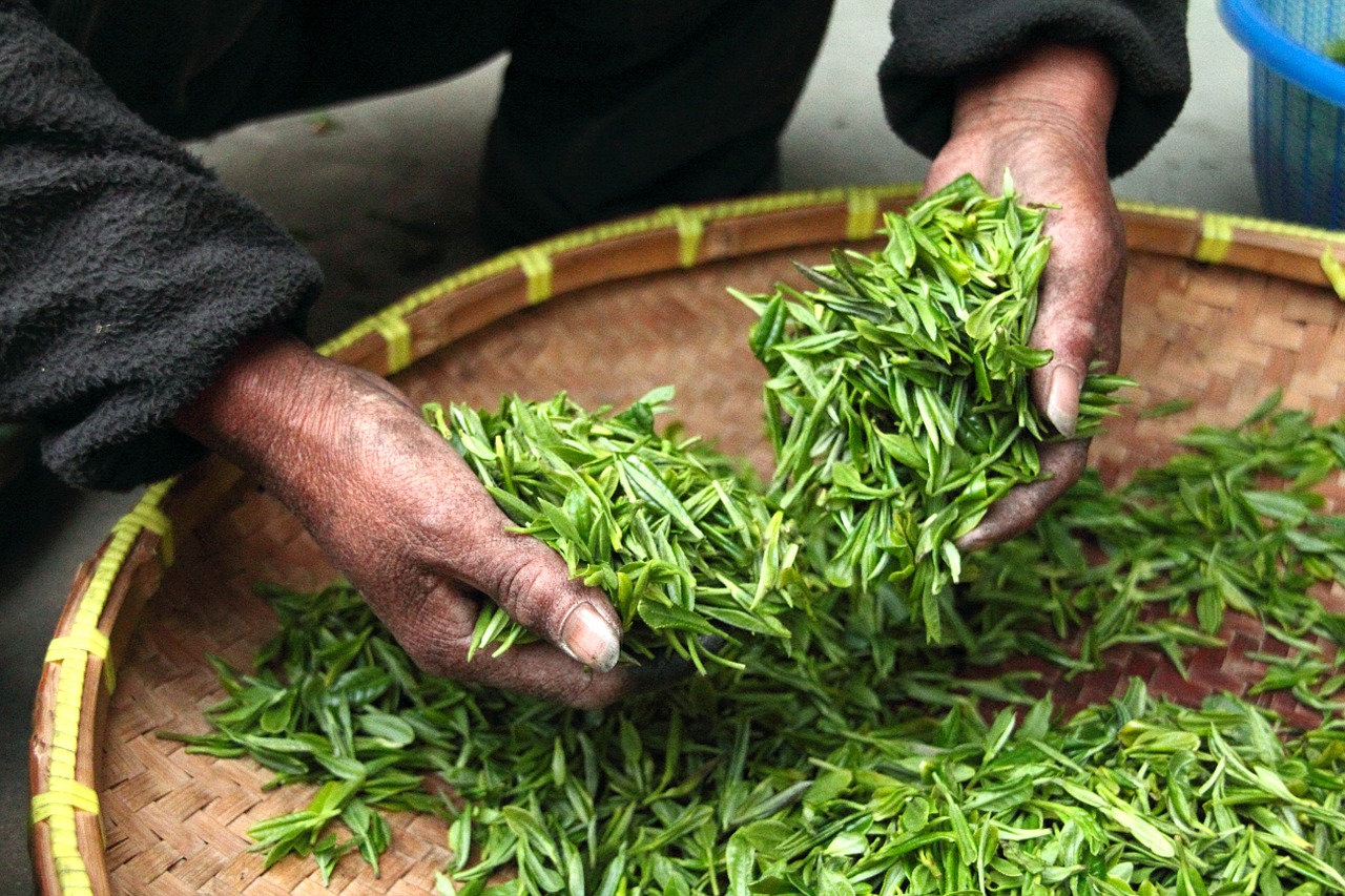 tea, leaves, hands-623796.jpg