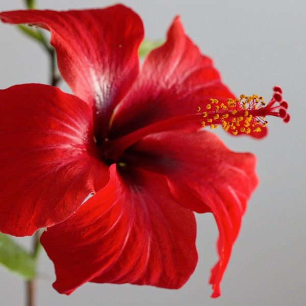 flower, hibiscus, red flower-2506407.jpg